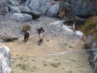 197-DSC05715.JPG.small.jpeg