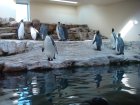 203-DSC05723.JPG.small.jpeg