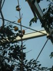 256-DSC05786.JPG.small.jpeg