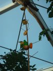 257-DSC05787.JPG.small.jpeg