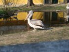 271-DSC05803.JPG.small.jpeg