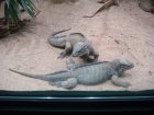 340-DSC05893.JPG.small.jpeg
