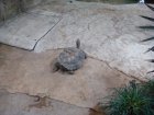 342-DSC05895.JPG.small.jpeg