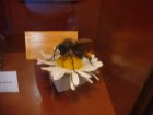 062-DSC06017.JPG.small.jpeg
