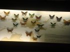 066-DSC06021.JPG.small.jpeg