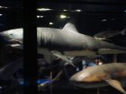 067-DSC06022.JPG.small.jpeg