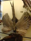 071-DSC06026.JPG.small.jpeg