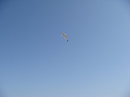 118-DSC06924.JPG.medium.jpeg