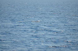 DSC_6938.JPG